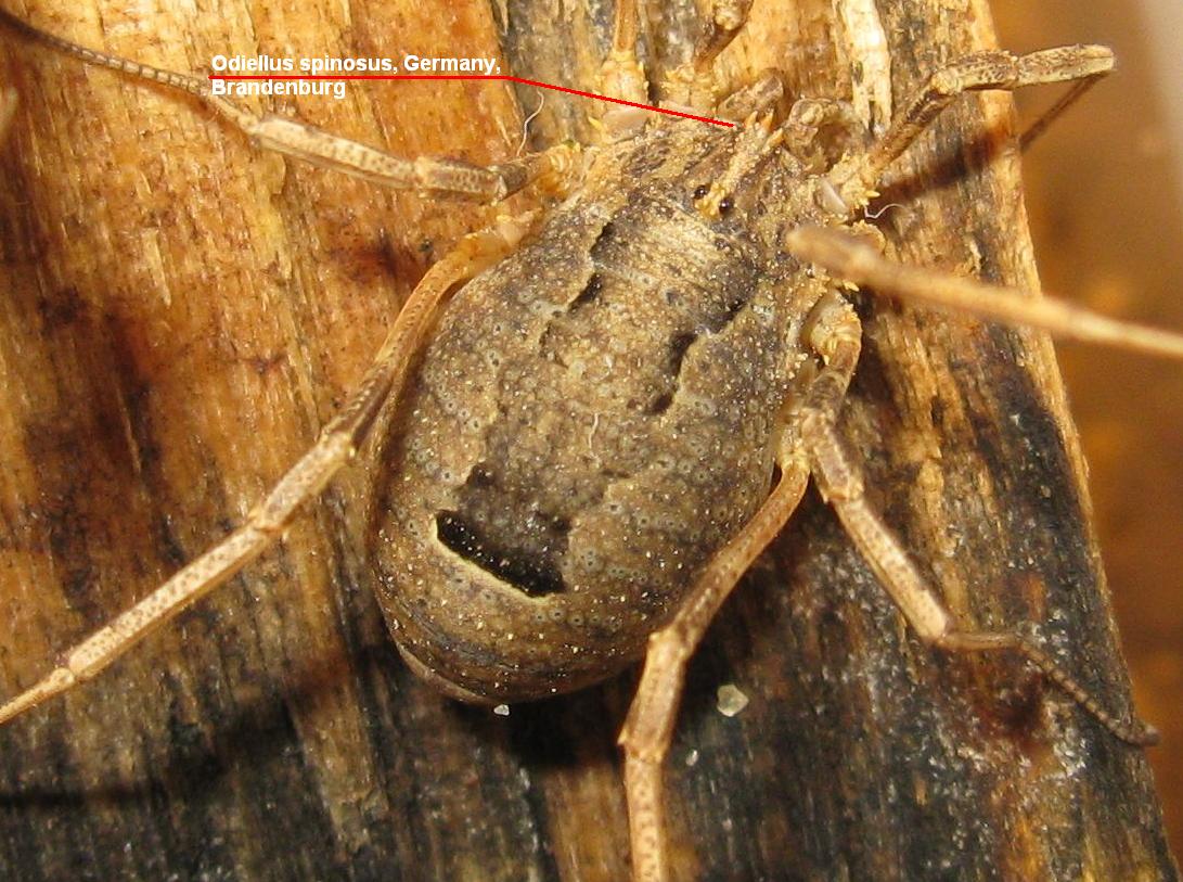 Odiellus sp.? da Usini 198